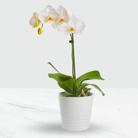 Phalaenopsis Orchid in Pot