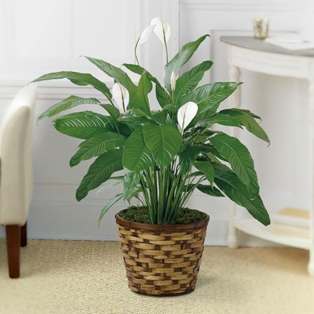 Tranquil Moments Peace Lily Plant