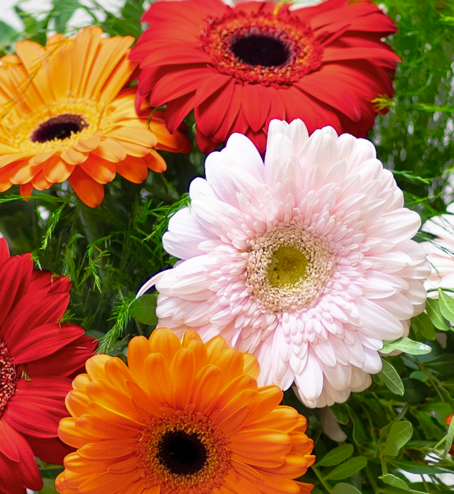 Gerberas