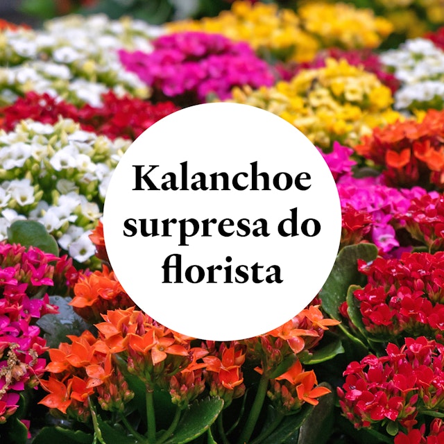 Kalanchoe