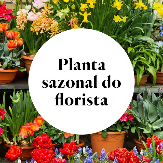 Planta Sazonal do Florista