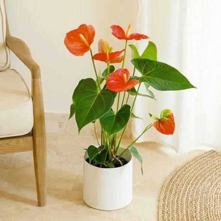 Anthurium